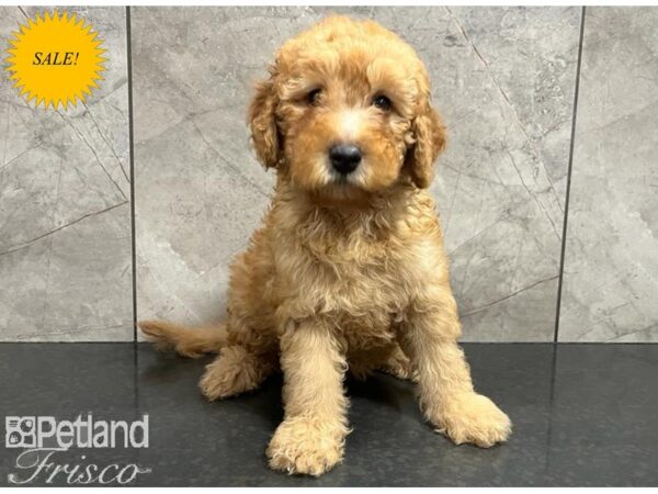 Goldendoodle Mini 2nd Gen Dog Female Red 30324 Petland Frisco, Texas