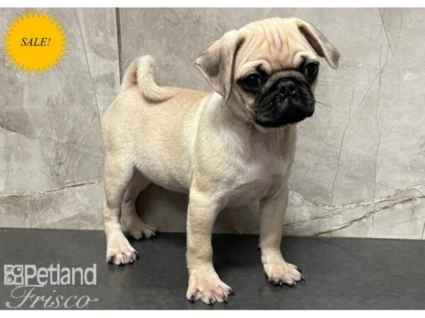 Pug-Dog-Female-Fawn-30288-Petland Frisco, Texas