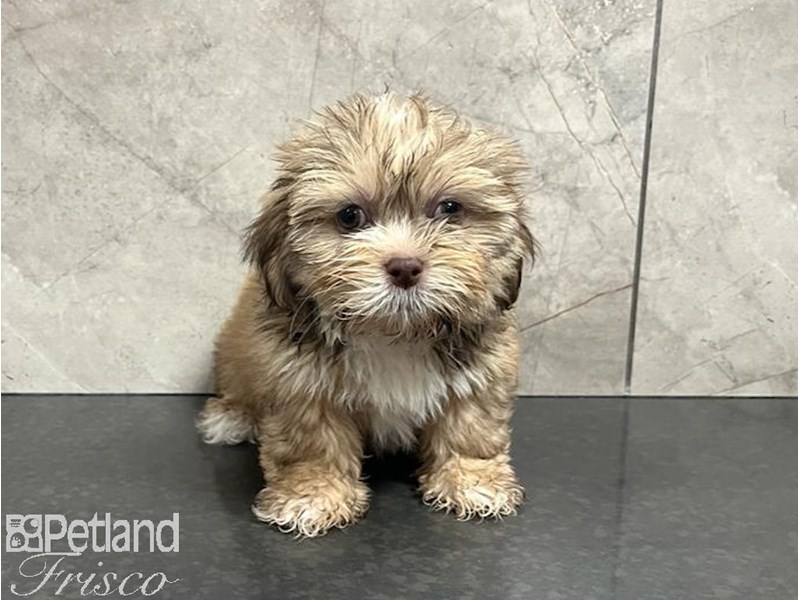 Lhasa Apso Puppies Breed Info Petland Frisco, Texas