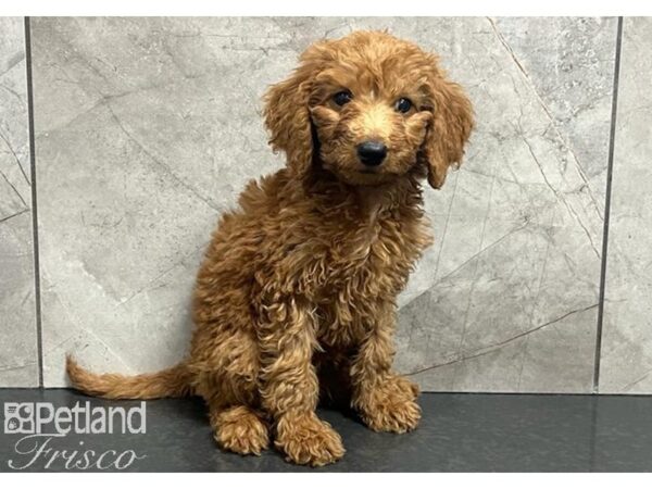 Moyen Goldendoodle-Dog-Female-Red-30386-Petland Frisco & Mckinney, Texas