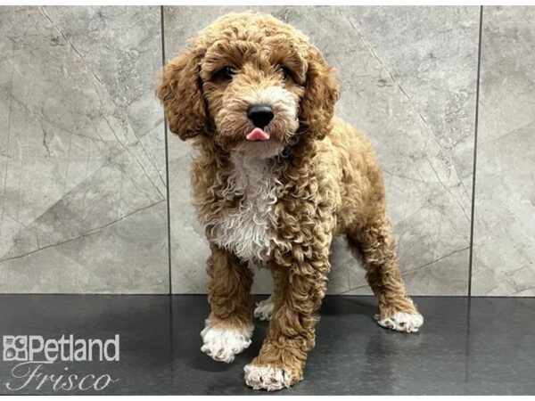 Poodle Dog Male Red and White 30384 Petland Frisco, Texas