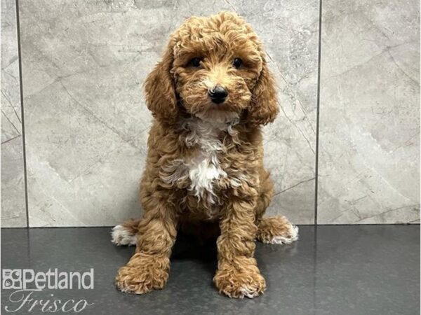 Poodle Dog Male Red and White 30383 Petland Frisco, Texas