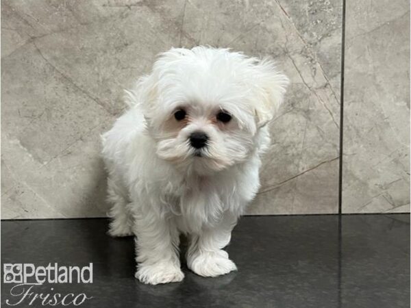 Maltese Dog Female White 30382 Petland Frisco & Mckinney, Texas