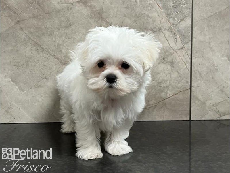 Maltese-Dog-Female-White-3778406-Petland Frisco, Texas