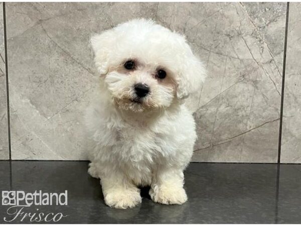 Bichon Frise-Dog-Male-White-30380-Petland Frisco, Texas