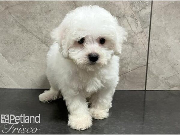 Bichon Frise-Dog-Male-White-30378-Petland Frisco & Mckinney, Texas