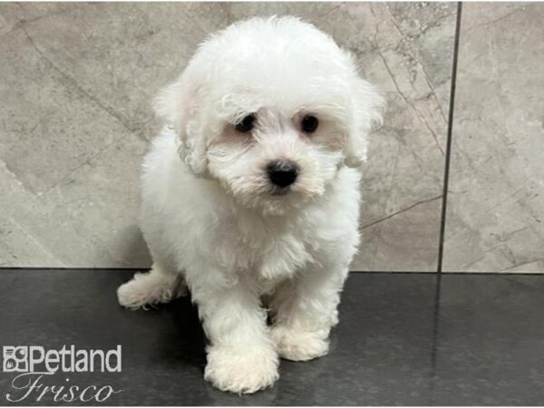 Bichon Frise Dog Male White 30378 Petland Frisco, Texas