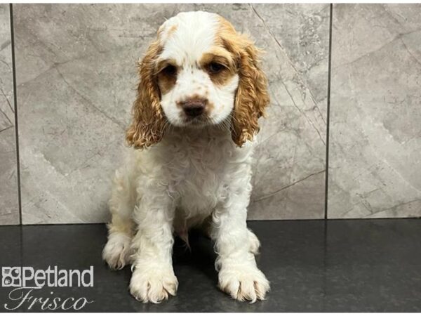 Cocker Spaniel Dog Male White / Red 30377 Petland Frisco, Texas