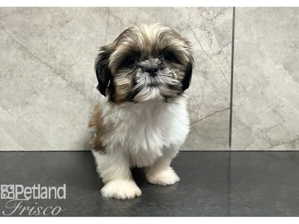 Shih Tzu Dog Female Gold / White 30376 Petland Frisco, Texas