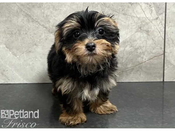 Yorkshire Terrier Dog Female Black and Tan 30363 Petland Frisco, Texas