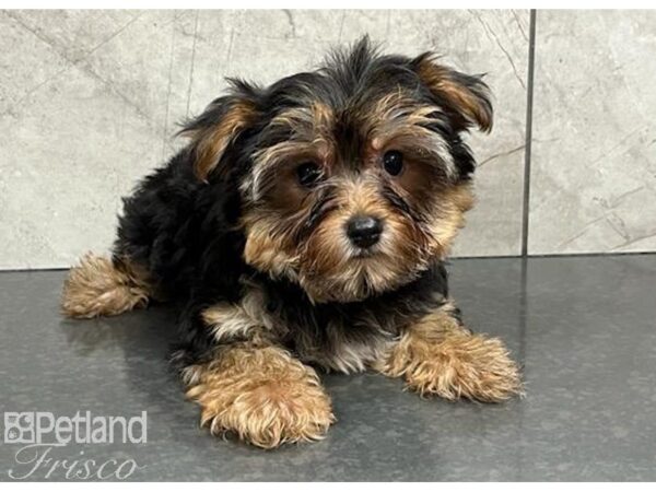 Yorkshire Terrier Dog Female Black and Tan 30362 Petland Frisco, Texas