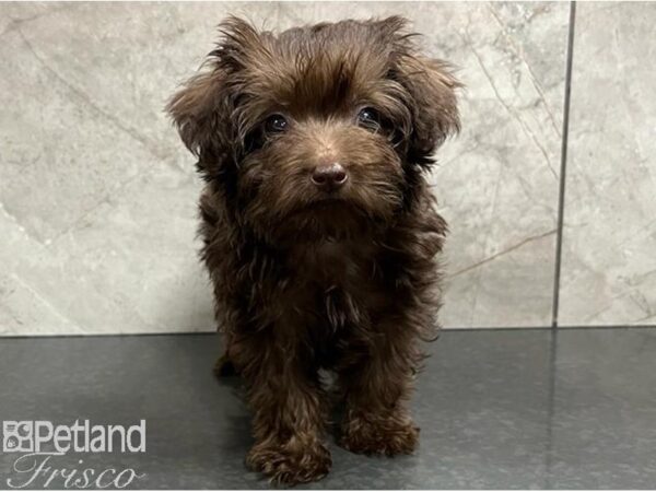 Yorkiepoo Dog Male Chocolate 30361 Petland Frisco, Texas