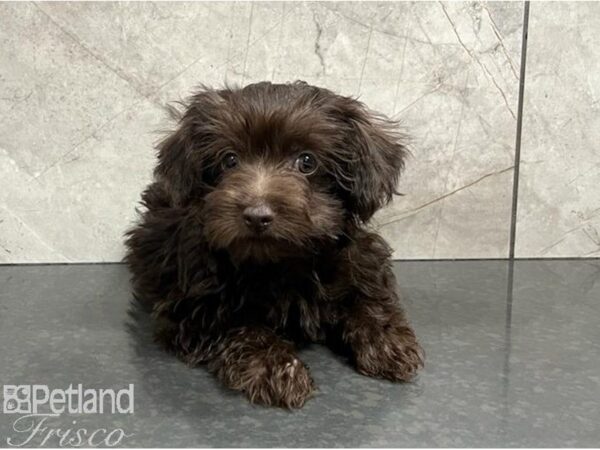 Yorkiepoo Dog Male Chocolate 30360 Petland Frisco, Texas