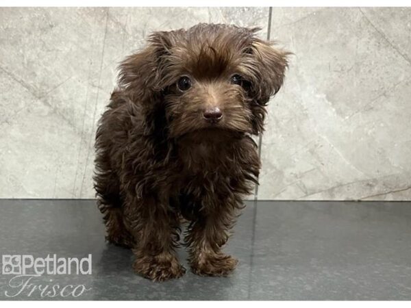 Yorkiepoo Dog Male Chocolate 30359 Petland Frisco, Texas