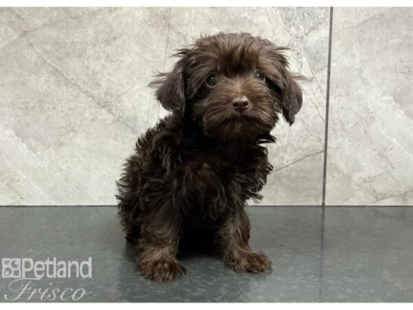 Yorkiepoo Dog Male Chocolate 30358 Petland Frisco, Texas