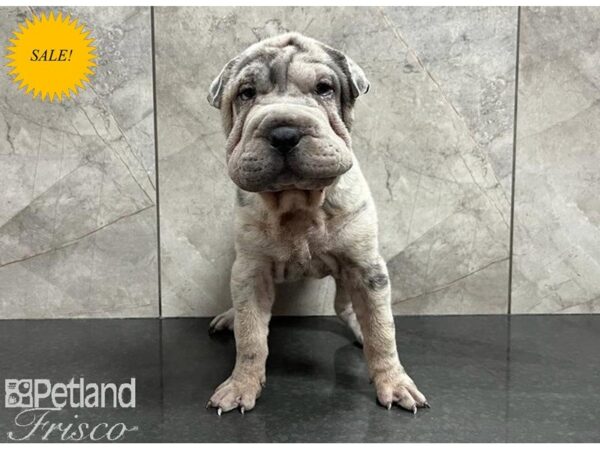 Shar Pei-Dog-Female-Blue Spotted-30297-Petland Frisco, Texas