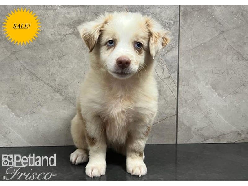 Miniature Australian Shepherd-Dog-Female-White and Chocolate Merle-3760183-Petland Frisco, Texas