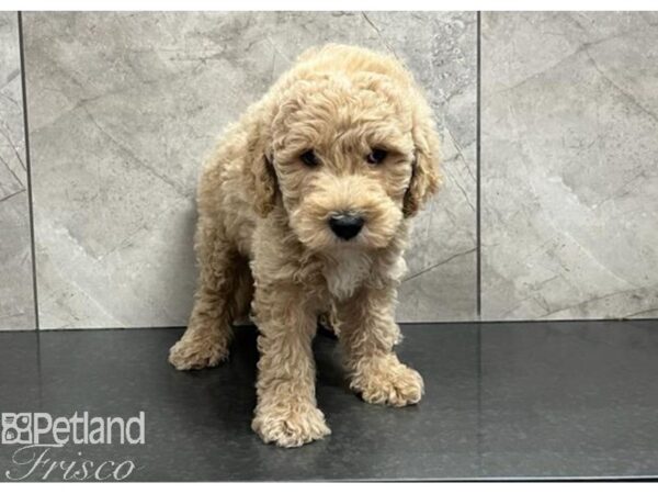 Goldendoodle Mini 2nd Gen-Dog-Male-Cream-30395-Petland Frisco & Mckinney, Texas
