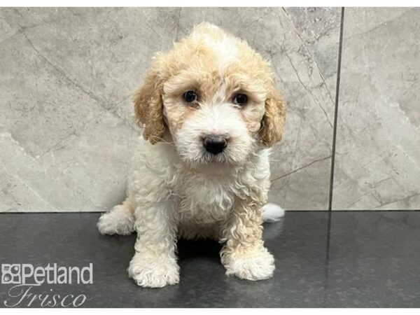 Goldendoodle Mini 2nd Gen-Dog-Female-Red / White-30394-Petland Frisco & Mckinney, Texas
