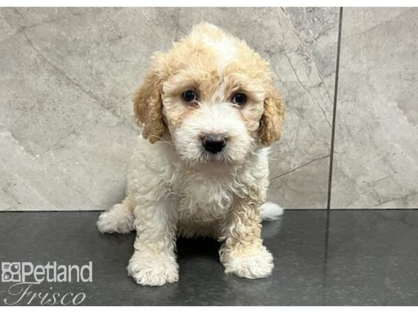 Goldendoodle Mini 2nd Gen-Dog-Female-Red / White-30394-Petland Frisco, Texas