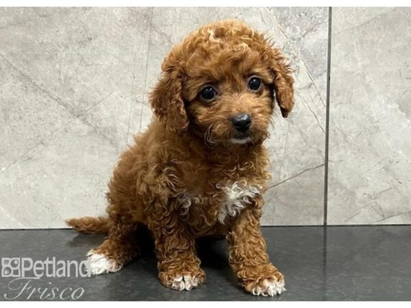 Cavapoo F2 Dog Female Red / White 30393 Petland Frisco, Texas