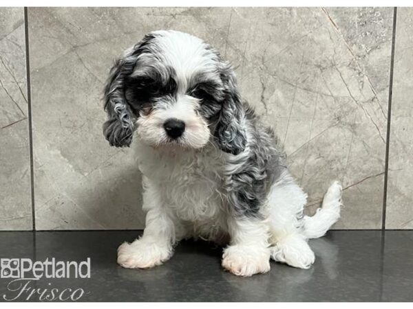 Cavapoo Dog Male Blue Merle 30392 Petland Frisco, Texas