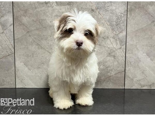 Havanese Dog Male Brown 30370 Petland Frisco, Texas