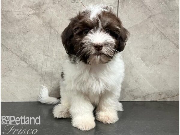 Havanese-Dog-Female-Chocolate / White-30367-Petland Frisco & Mckinney, Texas