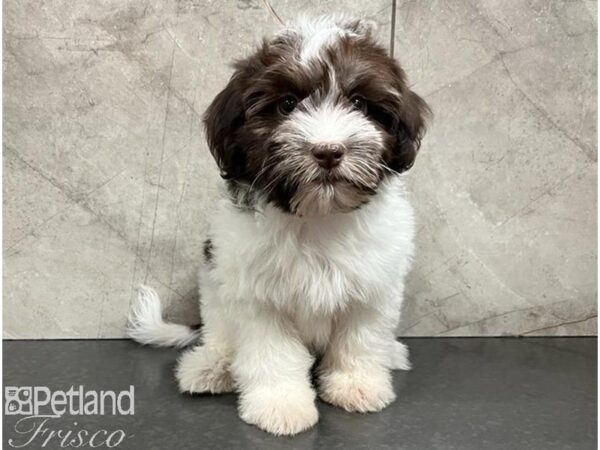 Havanese Dog Female Chocolate / White 30367 Petland Frisco, Texas