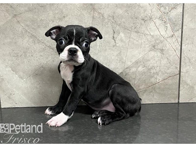 Boston Terrier-Dog-Female-Black / White-3778803-Petland Frisco, Texas