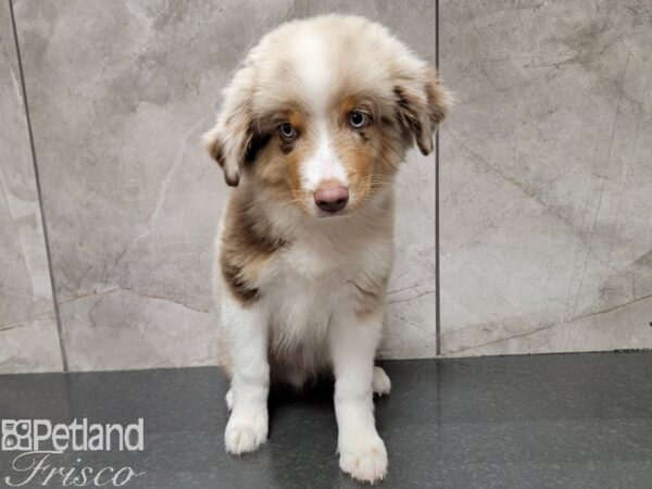 Miniature Australian Shepherd Dog Male Red Merle 30396 Petland Frisco, Texas