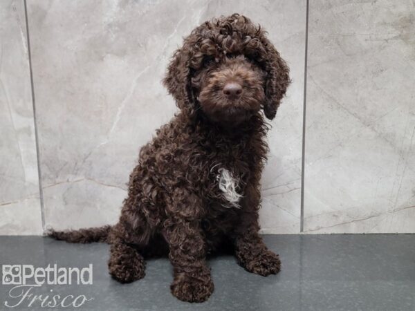 Labradoodle Mini 2nd Gen Dog Male Chocolate 30373 Petland Frisco, Texas