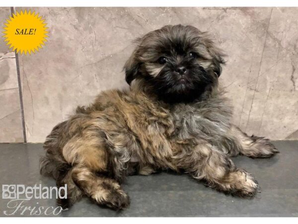 Shih Tzu Dog Male Grizzle 30290 Petland Frisco, Texas