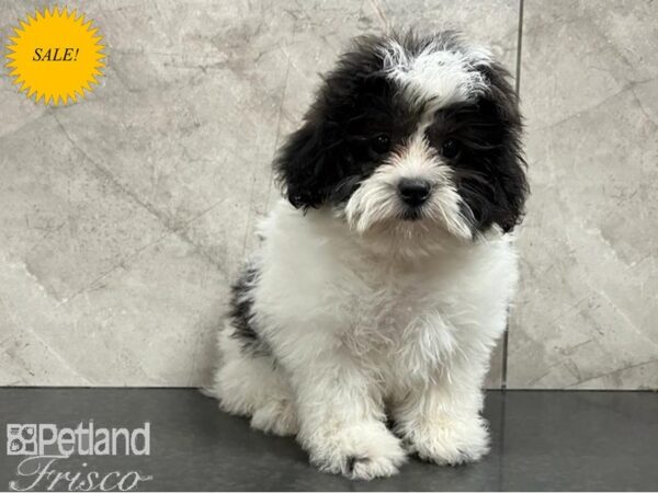 Teddy Bear Dog Female White / Black 30336 Petland Frisco, Texas