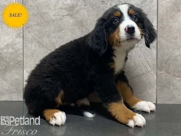 Bernese Mountain Dog-Dog-Male-Tri-30350-Petland Frisco & Mckinney, Texas