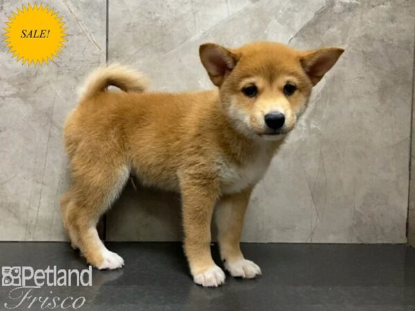 Shiba Inu Dog Male Red 30352 Petland Frisco & Mckinney, Texas
