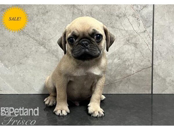 Pug-Dog-Male-Fawn-30354-Petland Frisco, Texas