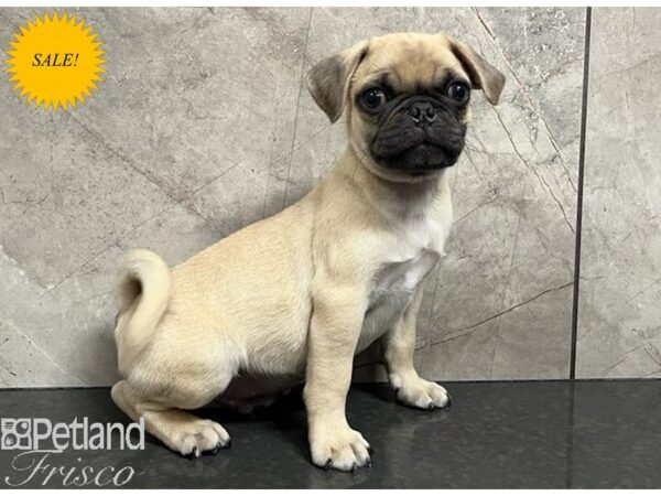 Pug Dog Male Fawn 30355 Petland Frisco, Texas