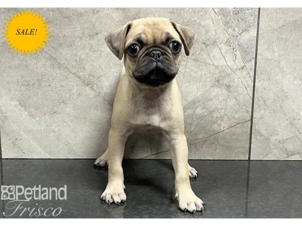 Pug Dog Female Fawn 30356 Petland Frisco, Texas