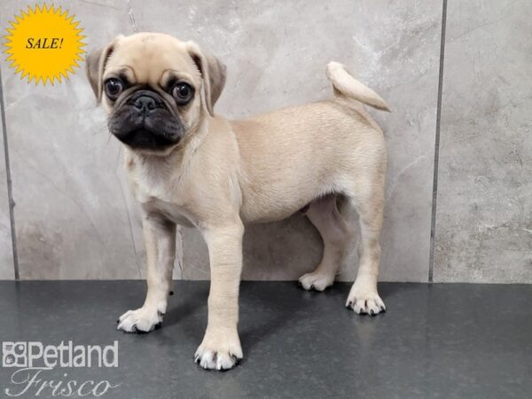 Pug Dog Male Fawn 30357 Petland Frisco, Texas