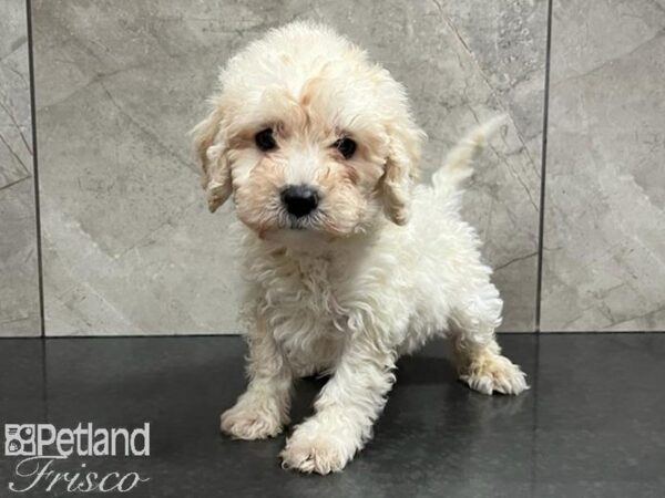 Goldendoodle Mini 2nd Gen Dog Male Golden 30398 Petland Frisco, Texas