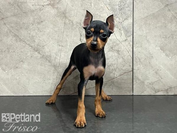 Miniature Pinscher Dog Female Black and Tan 30401 Petland Frisco, Texas