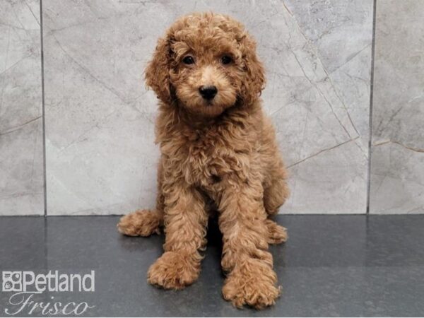 Poodle Dog Male Red 30403 Petland Frisco, Texas