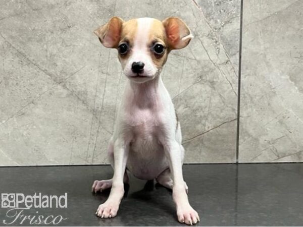 Chihuahua-Dog-Female-White and Fawn-30405-Petland Frisco, Texas