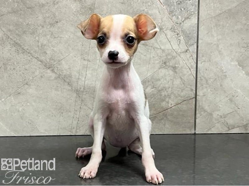Chihuahua-Dog-Female-White and Fawn-3788094-Petland Frisco, Texas