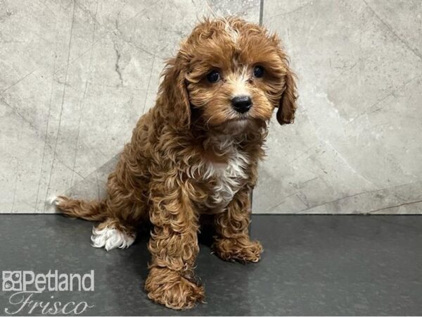 Cavapoo Dog Female Red and White 30406 Petland Frisco & Mckinney, Texas