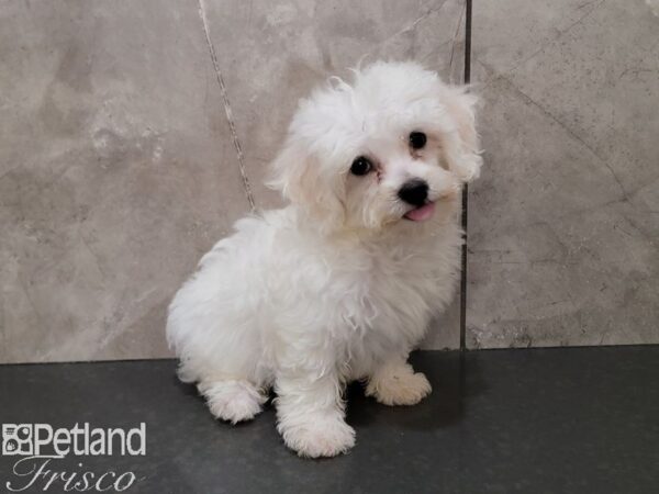 Bichon Frise-Dog-Male-White-30379-Petland Frisco & Mckinney, Texas