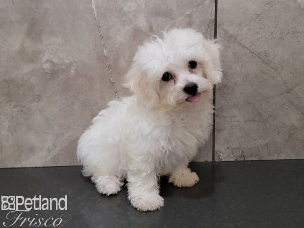 Bichon Frise-Dog-Male-White-30379-Petland Frisco, Texas