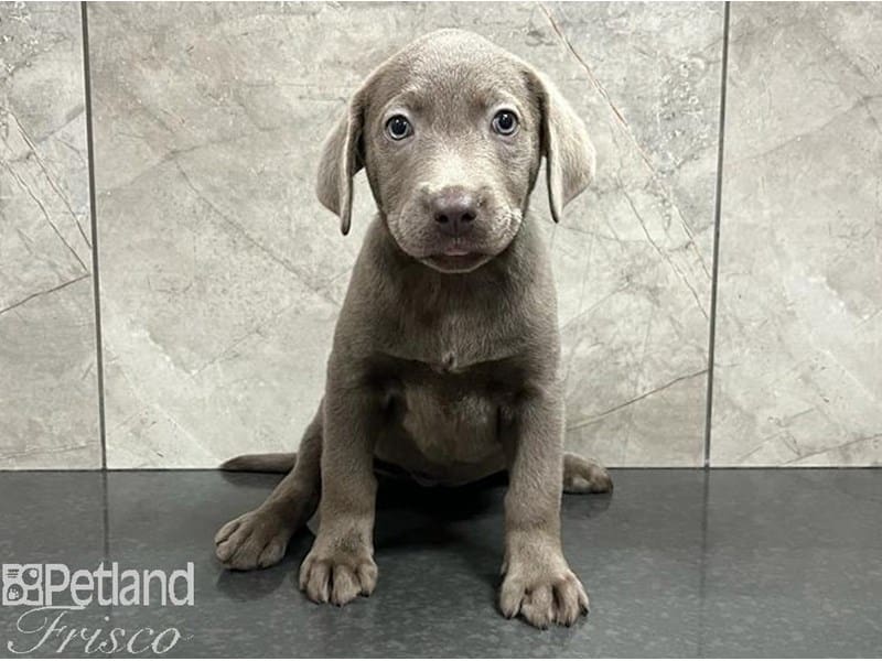 Labrador Retriever-Dog-Female-Silver-3790734-Petland Frisco, Texas