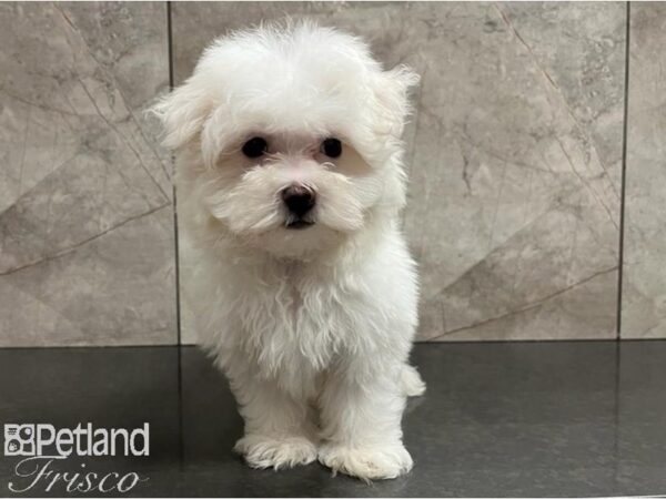 Maltese-Dog-Male-White-30417-Petland Frisco, Texas